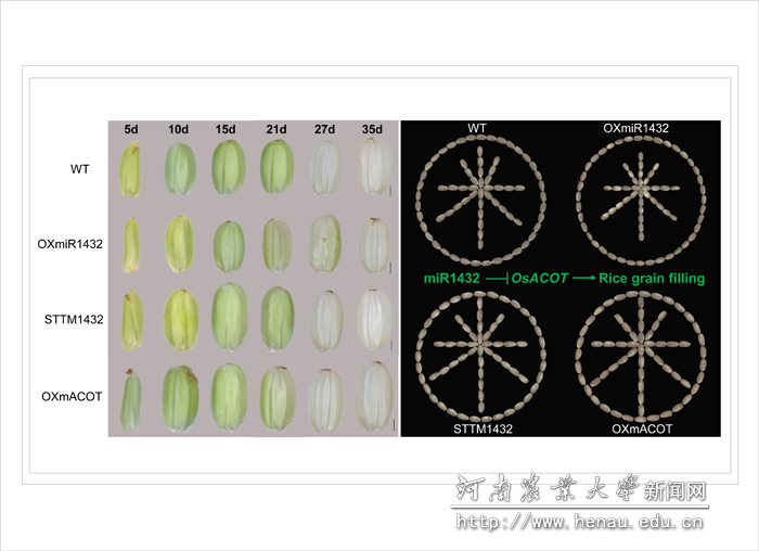 ���ٿ�����ص�����ͼ��