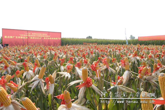 丰收的玉米“披红挂彩”喜庆丰收 丰收的玉米“披红挂彩”喜庆丰收