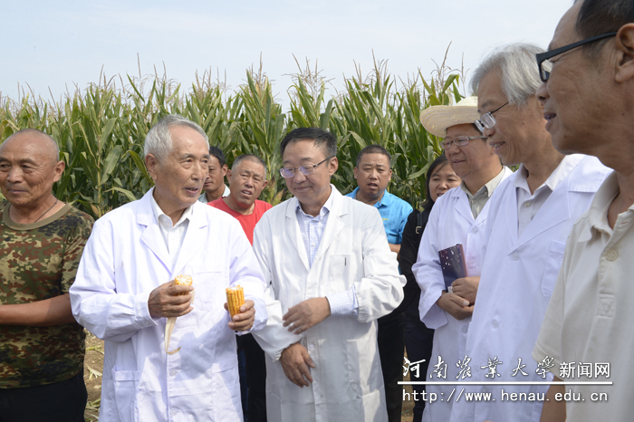 戴景瑞院士与专家组成员研究“豫单9953”生长特性 戴景瑞院士与专家组成员研究“豫单9953”生长特性