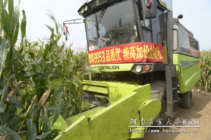 机器轰鸣收割玉米 机器轰鸣收割玉米
